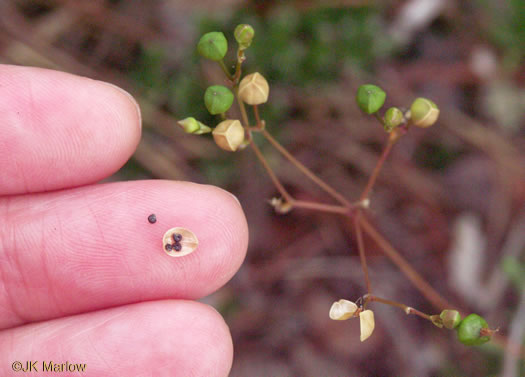 image of Phemeranthus teretifolius, Appalachian Fameflower, Appalachian Rock-pink, Rock Portulaca, Quill Fameflower