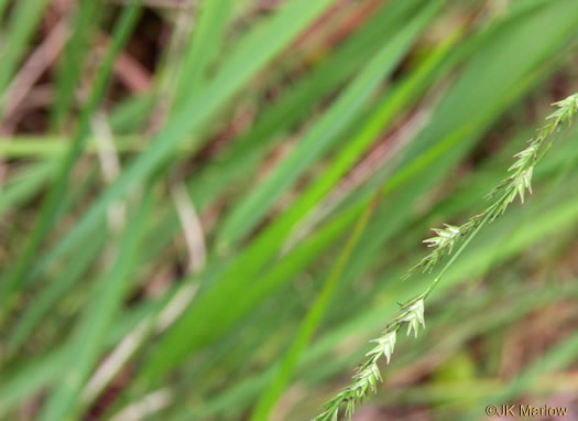 image of Chasmanthium laxum, Slender Woodoats, Slender Spikegrass