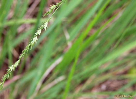 spikelet