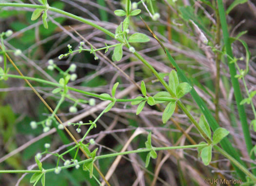 image of Galium pilosum, Hairy Bedstraw