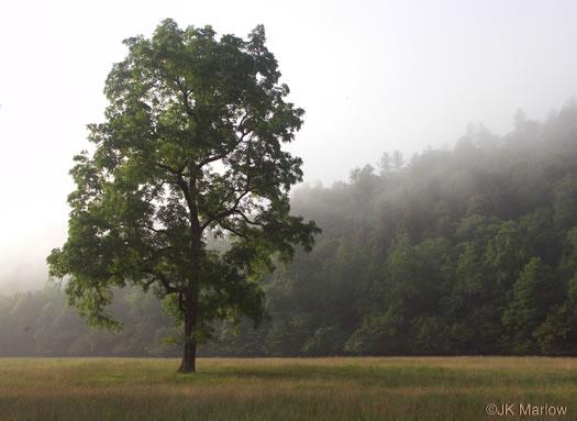 image of Juglans nigra, Black Walnut