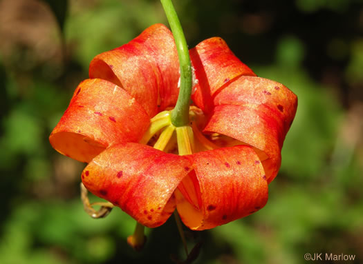 image of Lilium superbum, Turk's-cap Lily, Lily-royal, Superb Lily