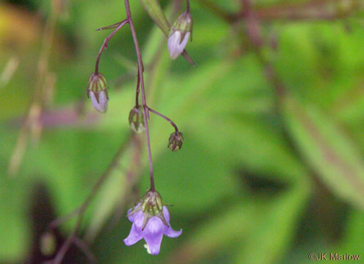 image of Campanula divaricata, Southern Harebell, Appalachian Bellflower