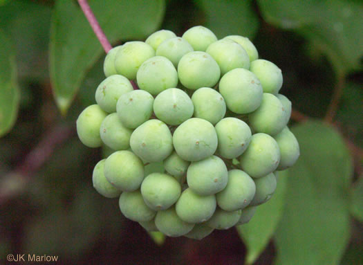 image of Smilax herbacea, Common Carrionflower, Smooth Carrionflower