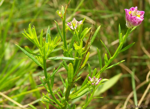 image of Polygala curtissii, Curtiss's Milkwort, Appalachian Milkwort