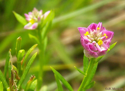 image of Polygala curtissii, Curtiss's Milkwort, Appalachian Milkwort