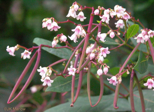 image of Apocynum androsaemifolium, Spreading Dogbane