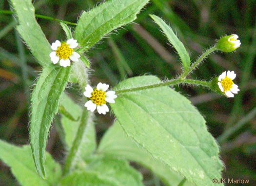 image of Galinsoga quadriradiata, Common Peruvian-daisy, Gallant Soldiers, Fringed Quickweed