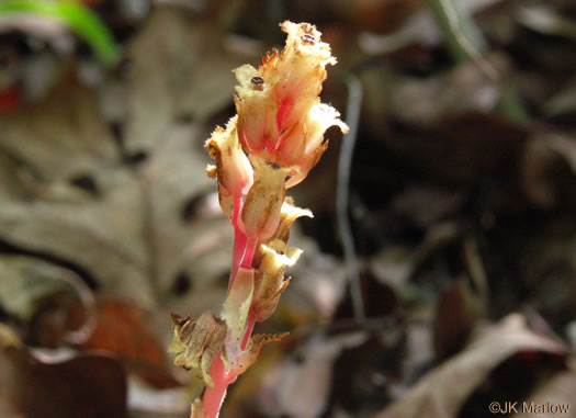 Hypopitys lanuginosa, Appalachian Red Pinesap, Hairy Pinesap