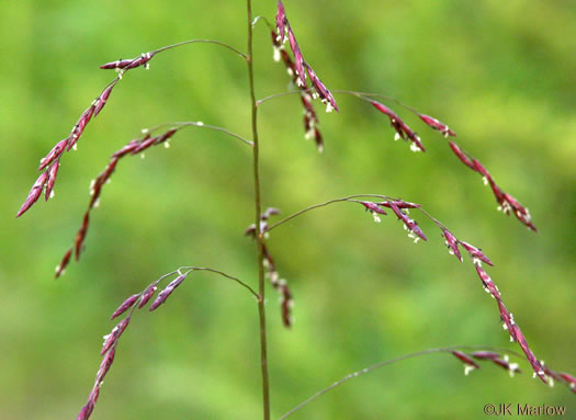 image of Tridens flavus, Purpletop, Purpletop Tridens, Greasy Grass, Tall Redtop