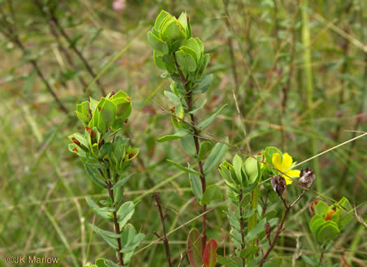 image of Hypericum crux-andreae, St. Peter's-wort, St. Andrew's Cross, St. Peter's Cross