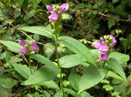 image of Chelone cuthbertii, Cuthbert’s Turtlehead