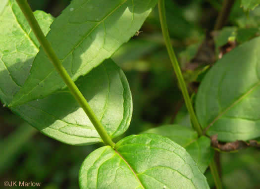 image of Chelone cuthbertii, Cuthbert’s Turtlehead