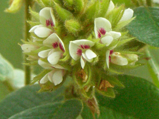 image of Lespedeza hirta +, Hairy Bush-clover, Hairy Lespedeza, Silvery Lespedeza