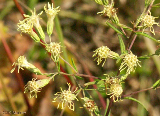 image of Brickellia eupatorioides, Eastern False-boneset, Eastern False-eupatorium, Eastern Kuhnia