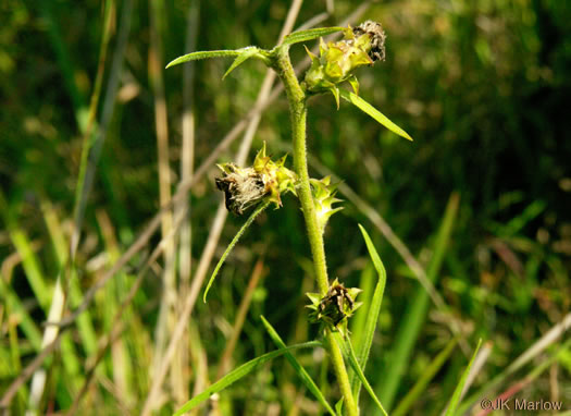 involucral bracts