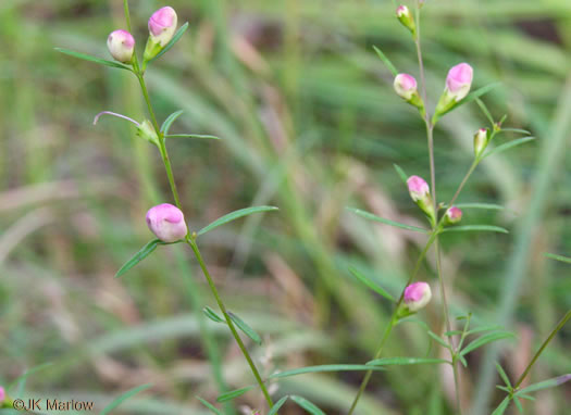 image of Agalinis purpurea, Purple Gerardia, Common Agalinis, Purple False Foxglove