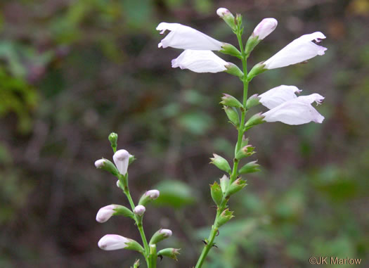 image of Physostegia virginiana ssp. praemorsa, Southern Obedient-plant