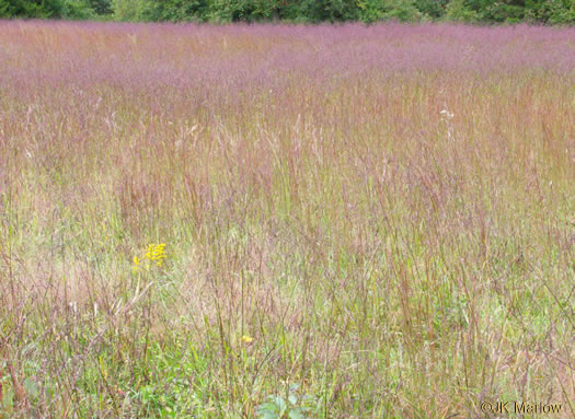 image of Tridens flavus, Purpletop, Purpletop Tridens, Greasy Grass, Tall Redtop