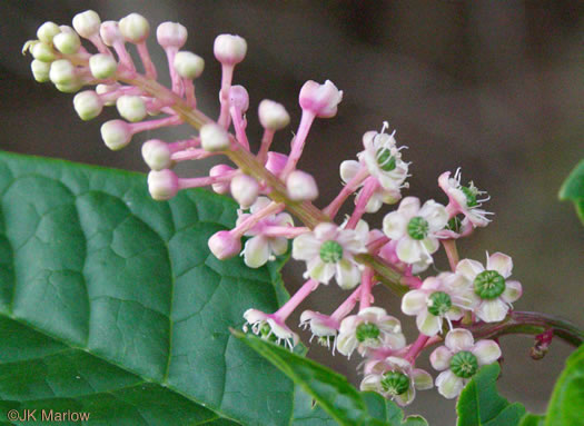 image of Phytolacca americana, Common Pokeweed, Poke