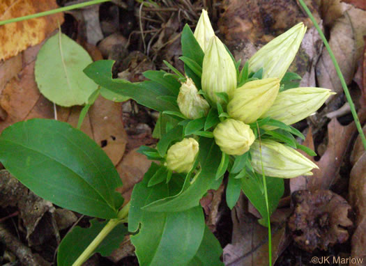 image of Gentiana villosa, Striped Gentian