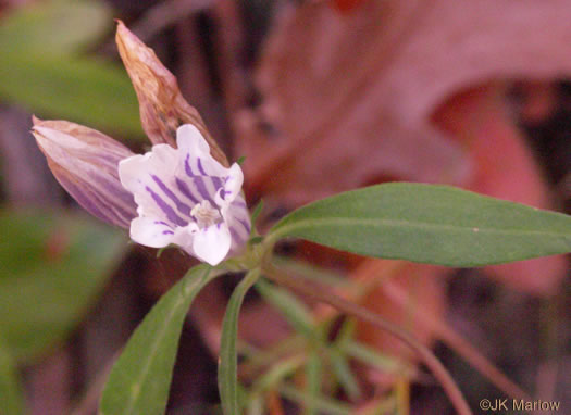 image of Gentiana decora, Appalachian Gentian, Showy Gentian