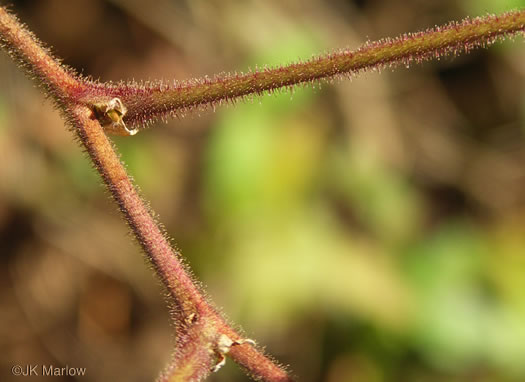 image of Rubacer odoratum, Purple Flowering-raspberry, Thimbleberry, Eastern Mapleleaf-raspberry