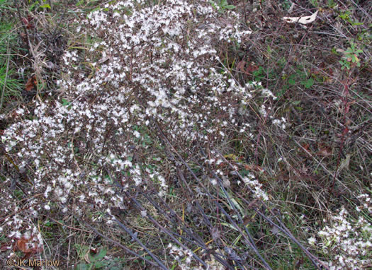 image of Arnoglossum atriplicifolium, Pale Indian-plantain