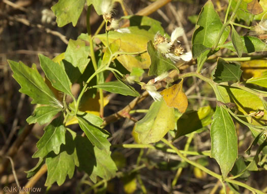 image of Baccharis halimifolia, Silverling, Groundsel-tree, Consumption-weed, Sea-myrtle