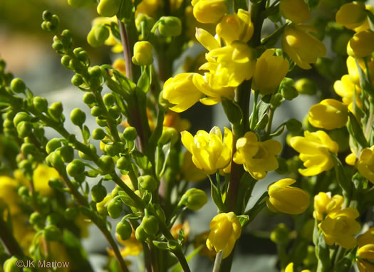 image of Mahonia bealei, Leatherleaf Mahonia, Chinese Mahonia, Holly-grape