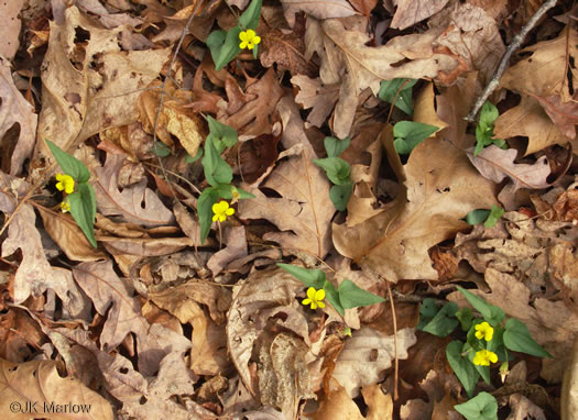 image of Viola hastata, Halberdleaf Violet, Halberdleaf Yellow Violet, Spearleaf Violet, Silverleaf Violet