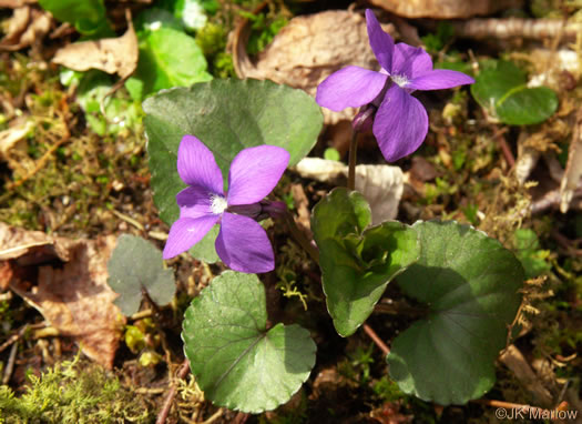 image of Viola palmata var. palmata, Wood Violet, Southern Three-lobed Violet