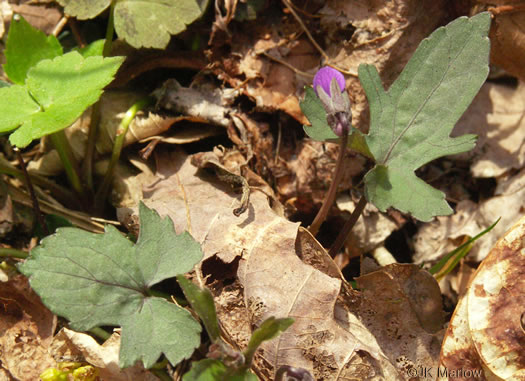 image of Viola palmata var. palmata, Wood Violet, Southern Three-lobed Violet