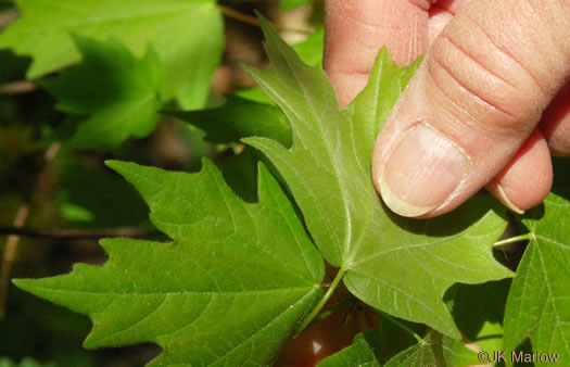 Acer leucoderme, Chalk Maple, Small Chalk Maple, White-bark Maple