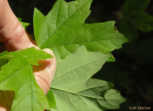 image of Acer floridanum, Southern Sugar Maple, Florida Maple