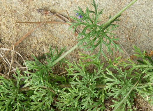 image of Glandularia aristigera, Moss Vervain, South American Vervain, Moss Verbena