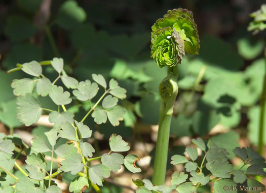 image of Thalictrum dioicum, Early Meadowrue