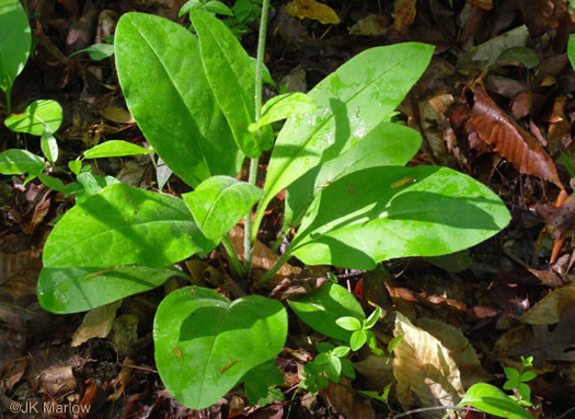 image of Andersonglossum virginianum, Southern Wild Comfrey, Southern Hound’s-tongue