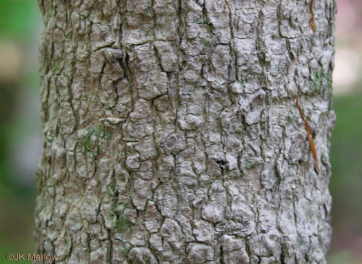 image of Magnolia macrophylla, Bigleaf Magnolia, Large-leaved Magnolia, Umbrella Tree