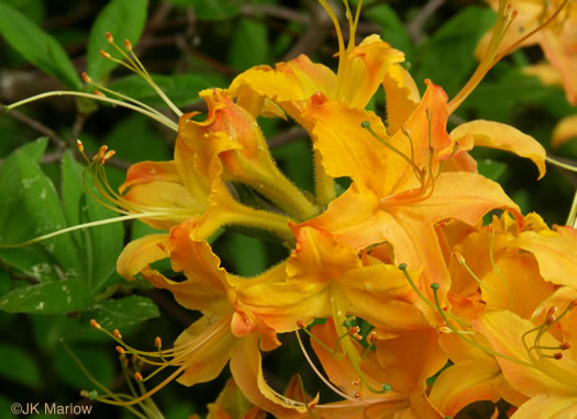 image of Rhododendron calendulaceum, Flame Azalea