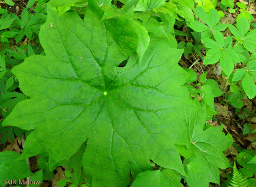 image of Diphylleia cymosa, Umbrella-leaf, Pixie-parasol