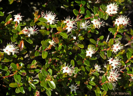 image of Kalmia buxifolia, Sand-myrtle, Mountain Myrtle