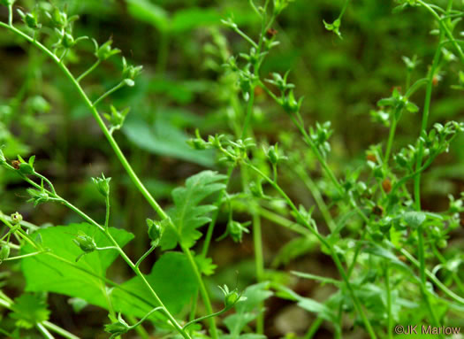 image of Phacelia fimbriata, Fringed Phacelia, Blue Ridge Phacelia