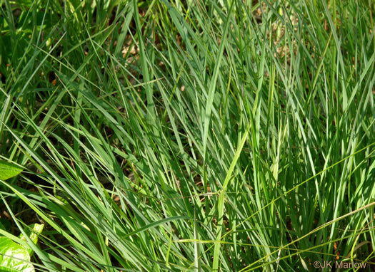 image of Schizachyrium scoparium var. scoparium, Common Little Bluestem