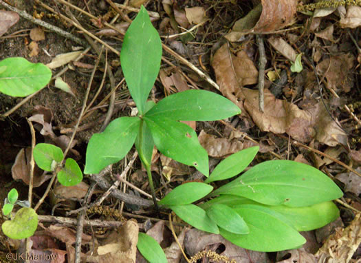 image of Lilium michauxii, Carolina Lily, Michaux’s Lily