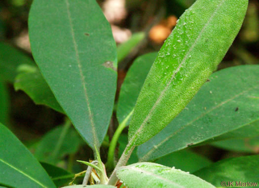 image of Rhododendron maximum, Rosebay Rhododendron, Great Laurel, White Rosebay, Great Rhododendron