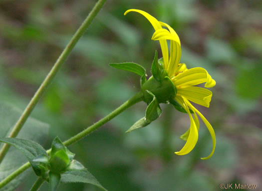 involucral bracts