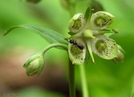 image of Frasera caroliniensis, American Columbo