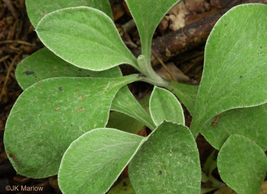 image of Antennaria plantaginifolia, Plantainleaf Pussytoes, Plantain Pussytoes