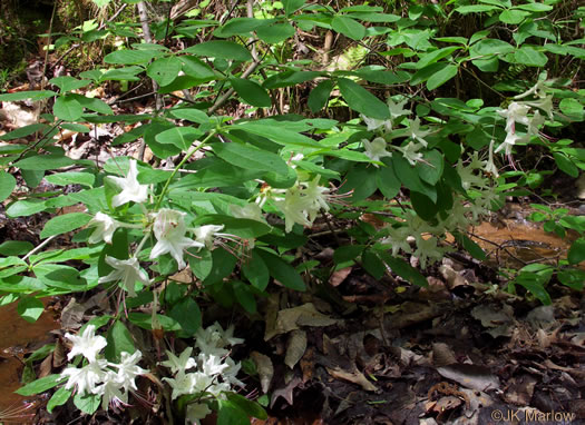 image of Rhododendron eastmanii, May White Azalea, Eastman's Azalea